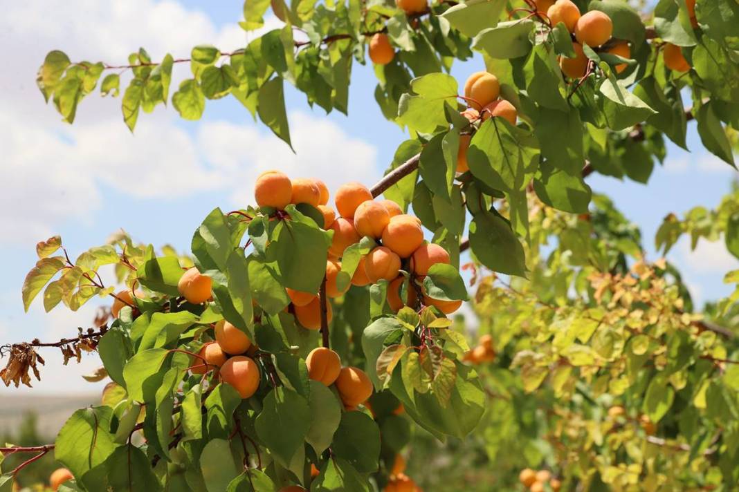 O kent için altın kadar değerli: Hasat başladı, rekolte arttı! Valilik yüzlerce fide dağıtıyor 10